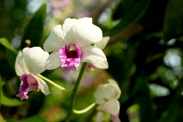 Orquídeas blancas en la naturaleza — Foto de Stock
