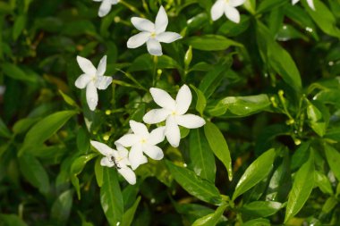 doğanın beyaz çiçekler