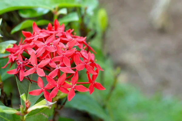 Rode ixora bloem in de natuur — Stockfoto