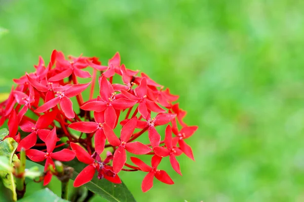 Red ixora flower in nature — Stock Photo, Image
