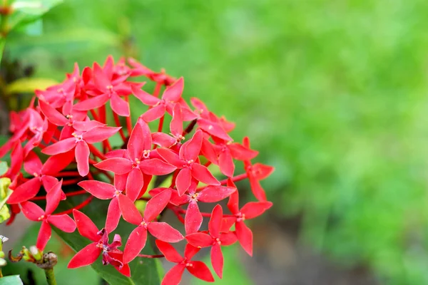 Ixora rossa fiore in natura — Foto Stock