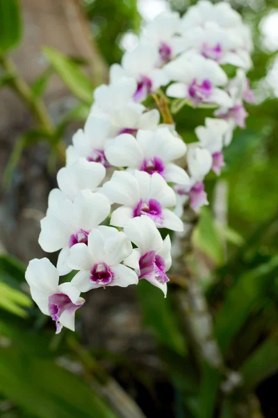 Orchidee bianche in natura — Foto Stock