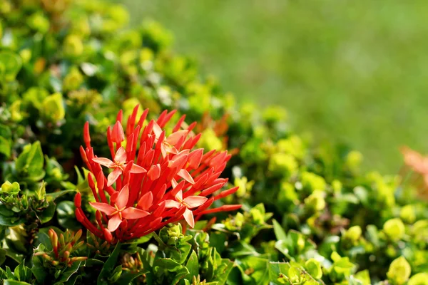 Červená ixora květina v přírodě — Stock fotografie