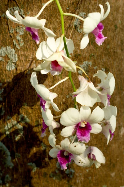 Orquídeas brancas na natureza — Fotografia de Stock