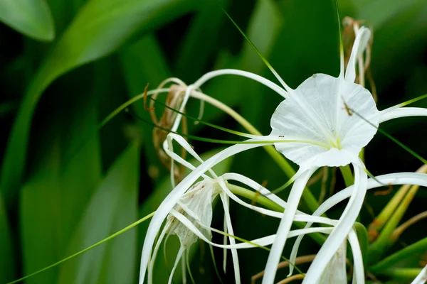 Bílé spider lily v přírodě — Stock fotografie