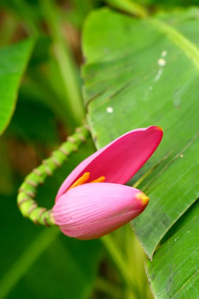 Fleur de banane ornementale — Photo