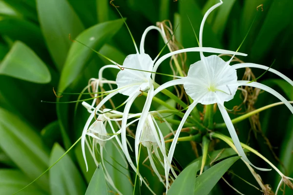 Bílé spider lily v přírodě — Stock fotografie