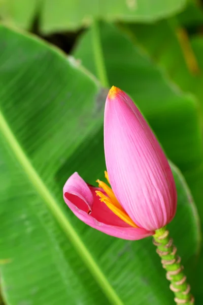 Ornamental Banana Flower — Stock Photo, Image