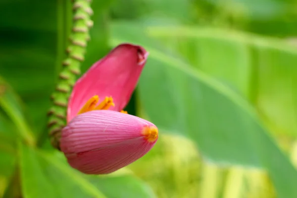 Kwiat banana ozdobnych — Zdjęcie stockowe