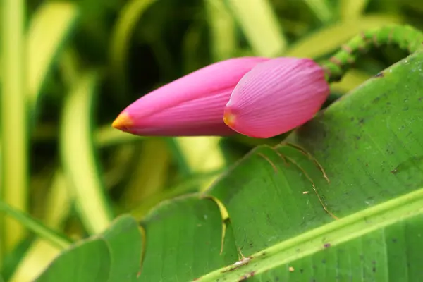 Flor de plátano ornamental —  Fotos de Stock