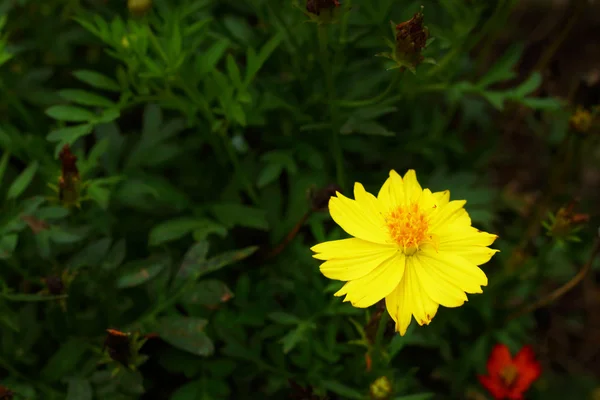 Daisy flowers - yellow flowers — Stock Photo, Image