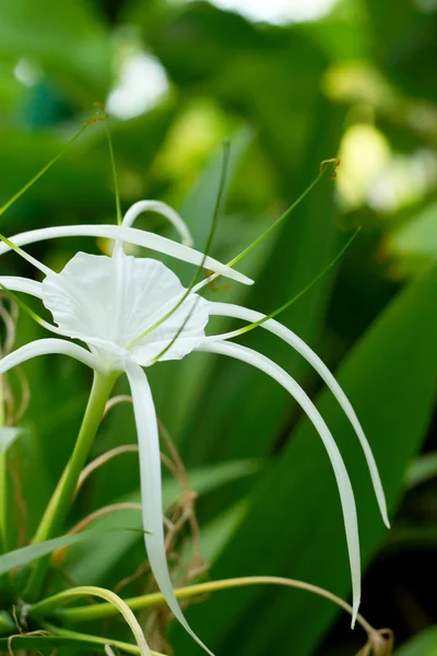 Biała lilia pająk w przyrodzie — Zdjęcie stockowe