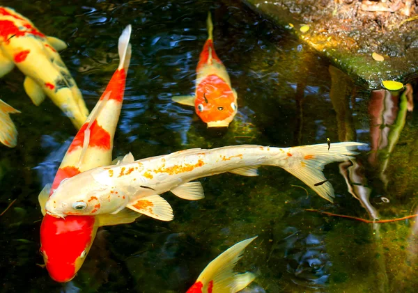 Ikan mas di kolam. — Stok Foto