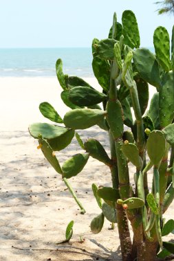 Ağaçlar deniz plaj tropikal Tayland. 