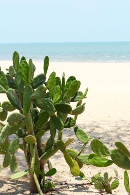 Ağaçlar deniz plaj tropikal Tayland. 