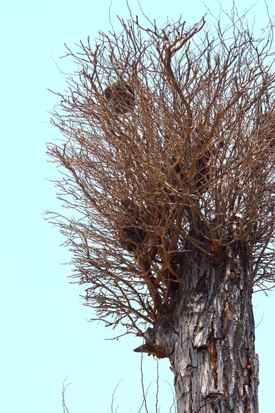 空の乾燥木 — ストック写真
