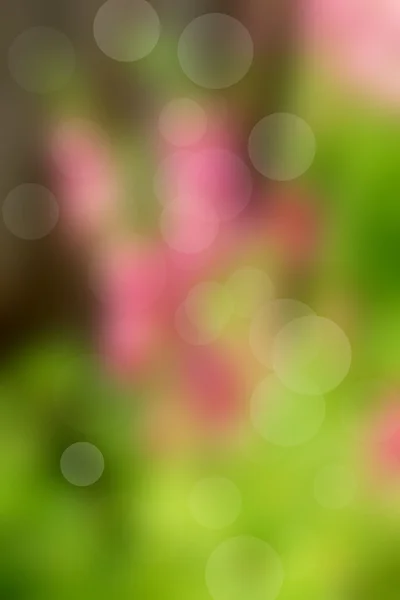 Bokeh rózsaszín virág háttér — Stock Fotó