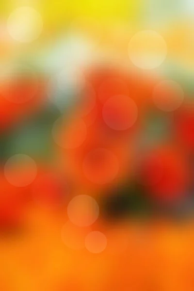 Fiori margherita colorati in giardino — Foto Stock