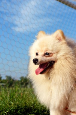 beyaz köpek pomeranian yeşil çim koştu..