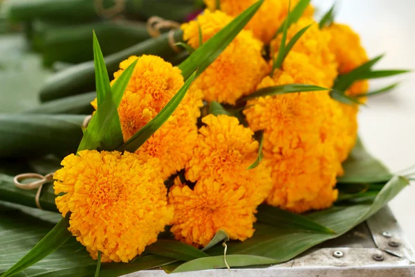 Marigold fleur sur le marché — Photo