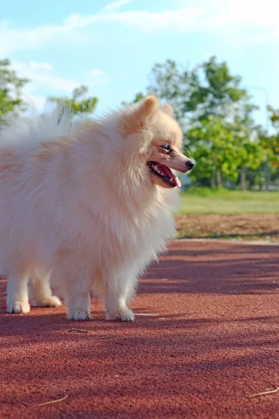 White pomeranian dog — Stock Photo, Image