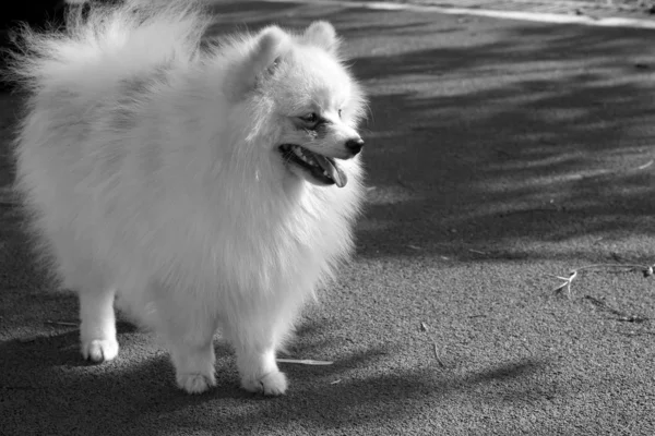 Pomeranya köpeği — Stok fotoğraf