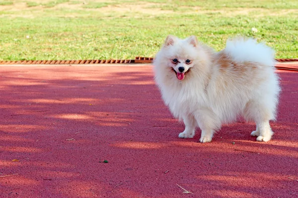 Perro pomerano blanco — Foto de Stock