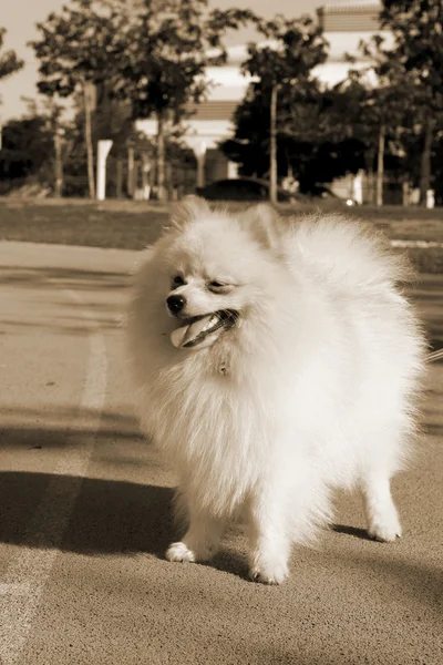 Cão pomerano branco — Fotografia de Stock