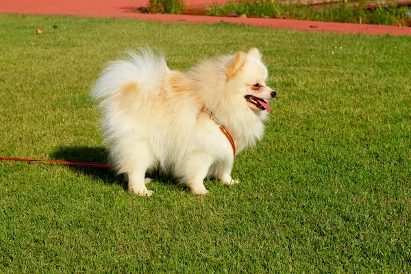 Cão branco pomeranian correu grama verde . — Fotografia de Stock