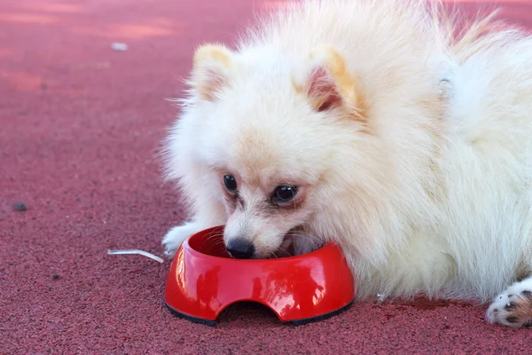 Beyaz pomeranian köpek su yemek — Stok fotoğraf