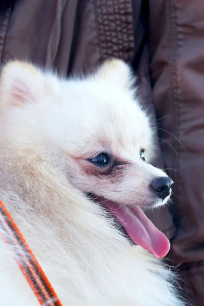 Cão pomerano branco — Fotografia de Stock