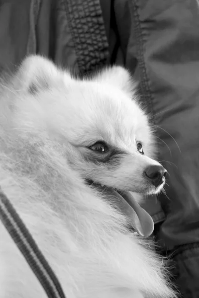 Perro pomerano blanco — Foto de Stock