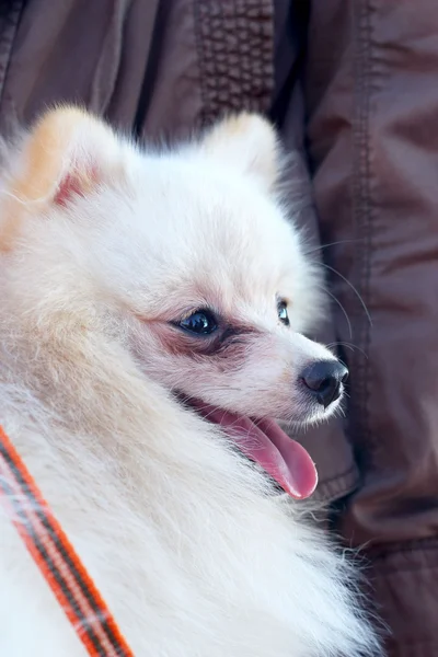 White pomeranian dog — Stock Photo, Image