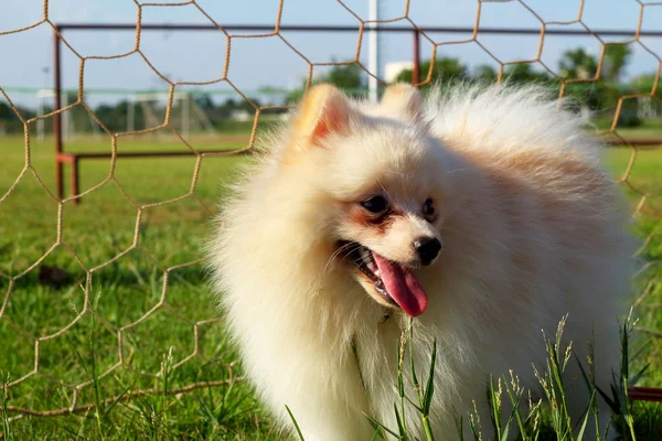 Perro blanco pomeranian corrió hierba verde . — Foto de Stock