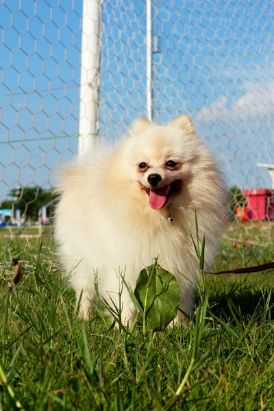 Perro blanco pomeranian corrió hierba verde . — Foto de Stock