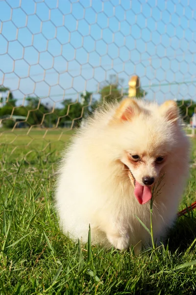 Beyaz köpek pomeranian yeşil çim koştu.. — Stok fotoğraf
