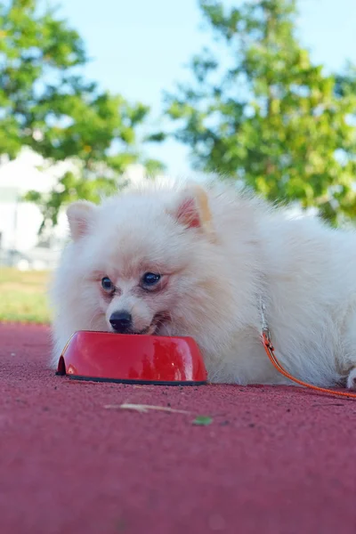 Cão branco pomerano comer água — Fotografia de Stock