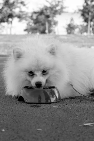 Beyaz pomeranian köpek su yemek — Stok fotoğraf