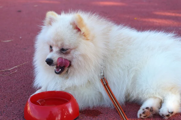 Cão branco pomerano comer água — Fotografia de Stock