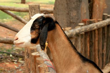 yakın çekim Keçi çiftliğinde