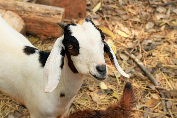 Primer plano cabra en la granja — Foto de Stock