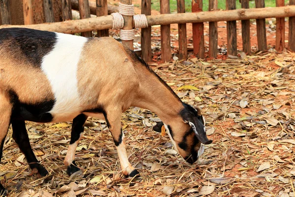 Primer plano cabra en la granja — Foto de Stock