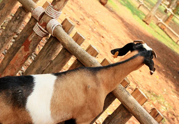 Gros plan chèvre à la ferme — Photo
