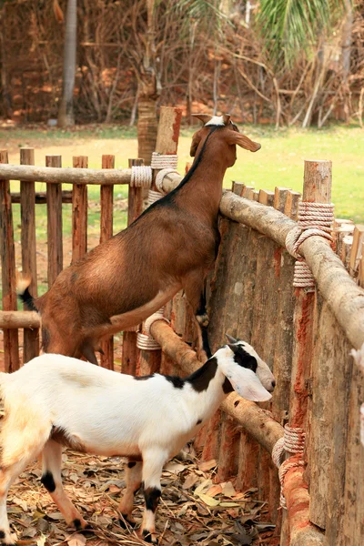 Primer plano cabra en la granja — Foto de Stock