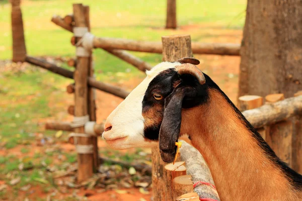 Primer plano cabra en la granja — Foto de Stock