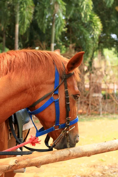 Cavalos em uma fazenda — Fotografia de Stock
