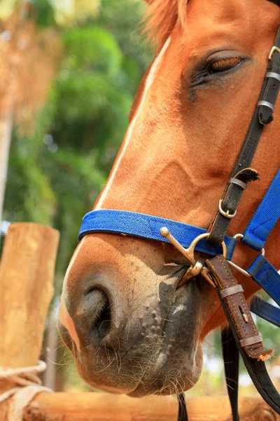 Cavalos em uma fazenda — Fotografia de Stock