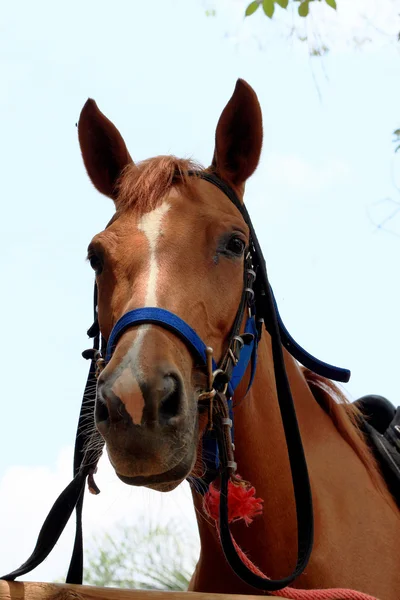 Cavalos em uma fazenda — Fotografia de Stock