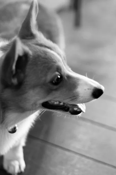 犬のクローズ アップ — ストック写真