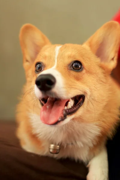 Close up of dog looking — Stock Photo, Image